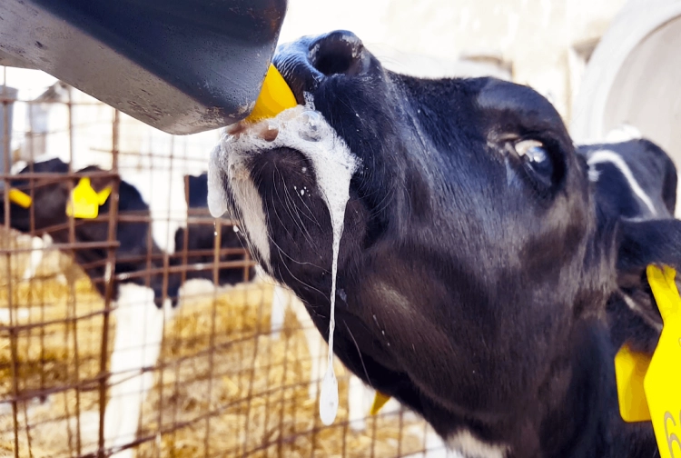 MilkBar smoczek żółty z adapterem - do siary