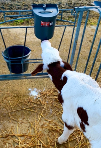 Milk Bar poidło 3L
