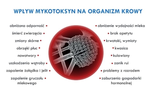 wpływ mykotoksyn.JPG