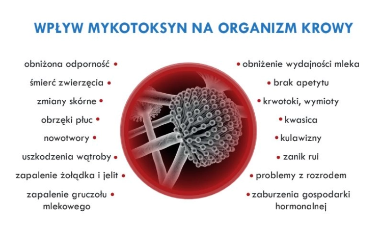wpływ mykotoksyn.JPG